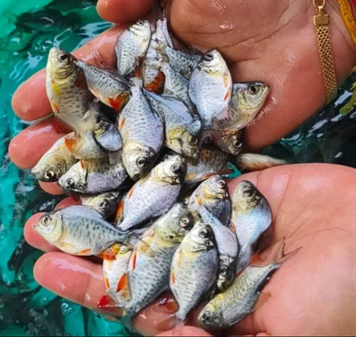 Rajasthan Fish Seed Company