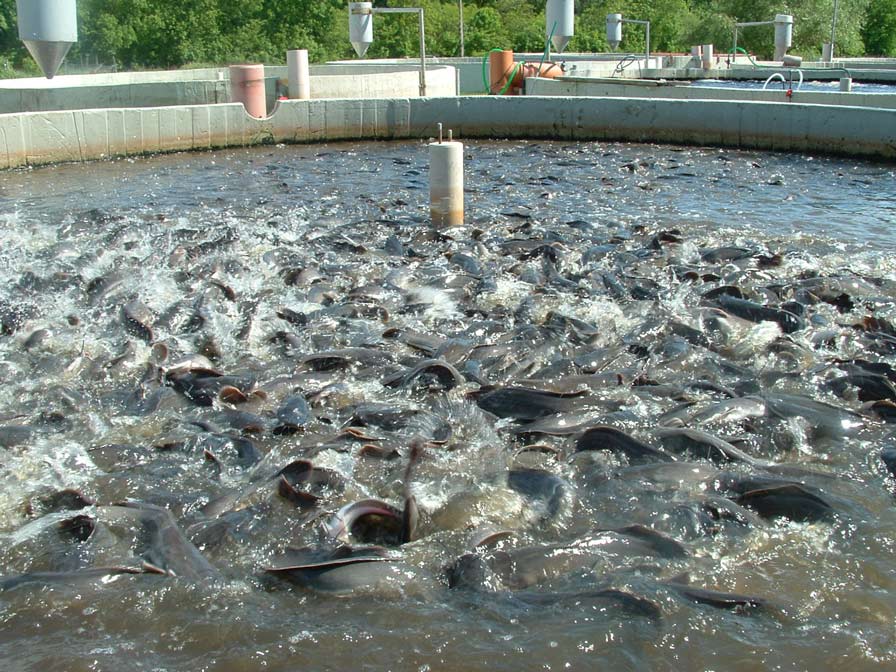 Biofloc Fish Farming