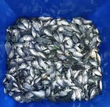 Monosex Tilapia Fish Seed (GIFT Tilapia, 1–2 Inch Size )