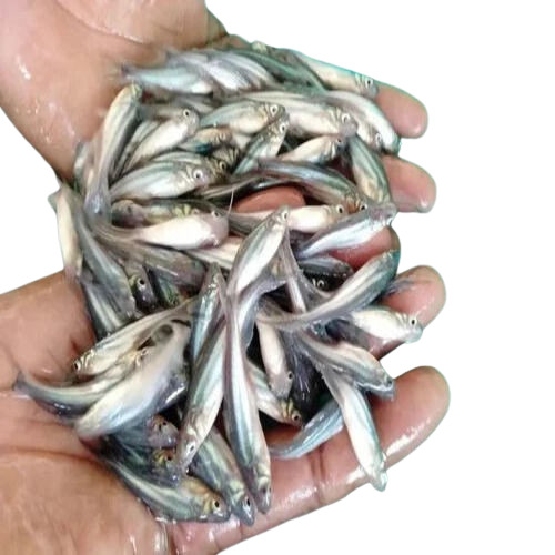 Fish Seeds