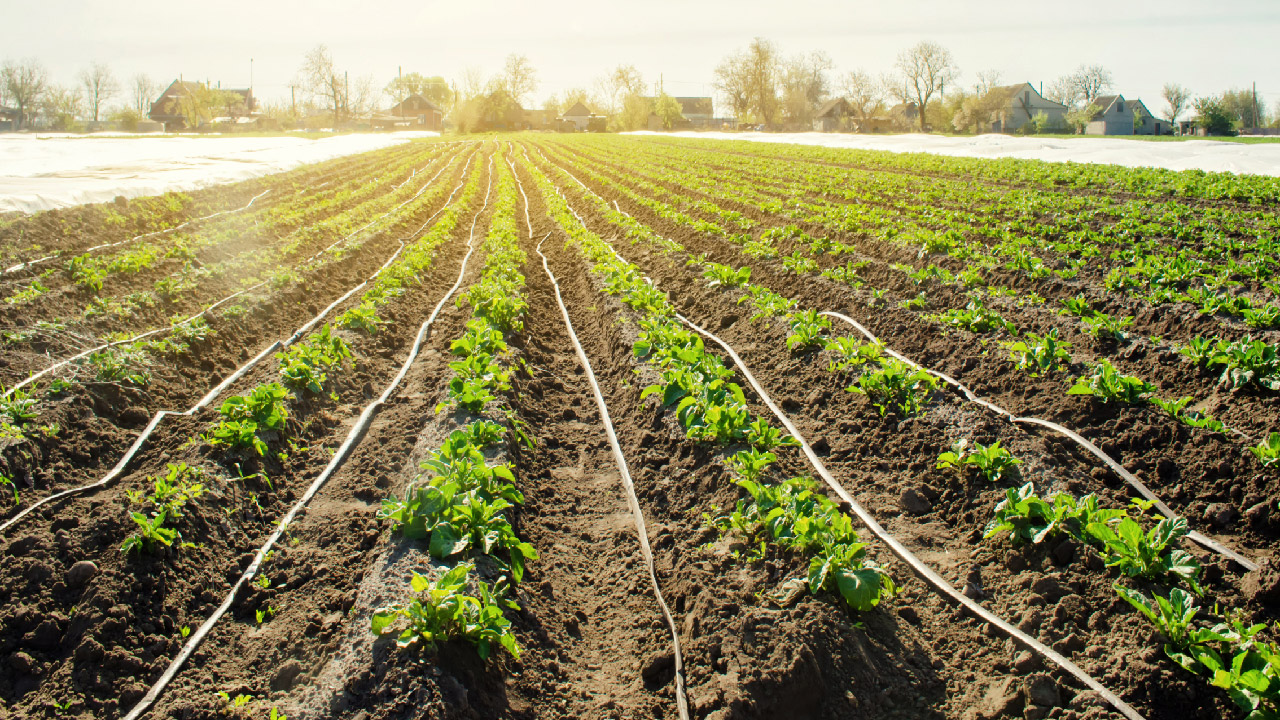 Drip Irrigation System