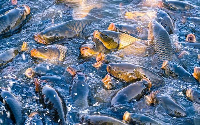 Efficient Water Management